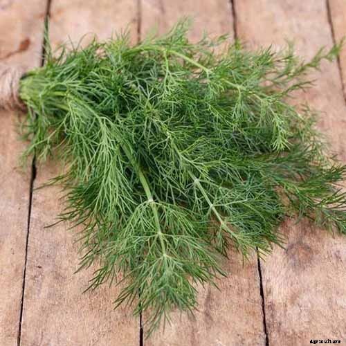 How to Plant and Grow Dill