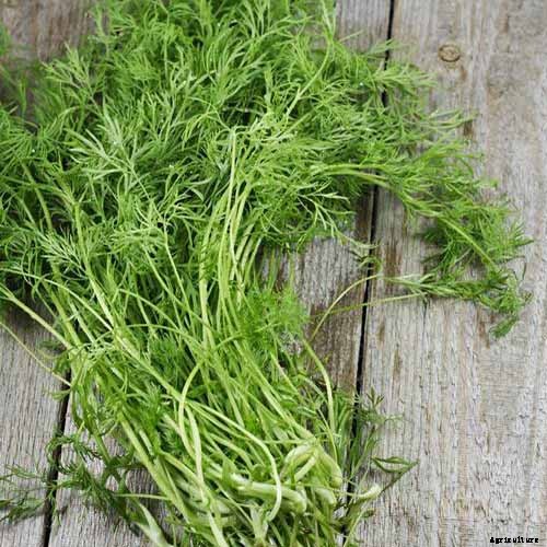 How to Plant and Grow Dill
