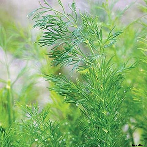How to Plant and Grow Dill