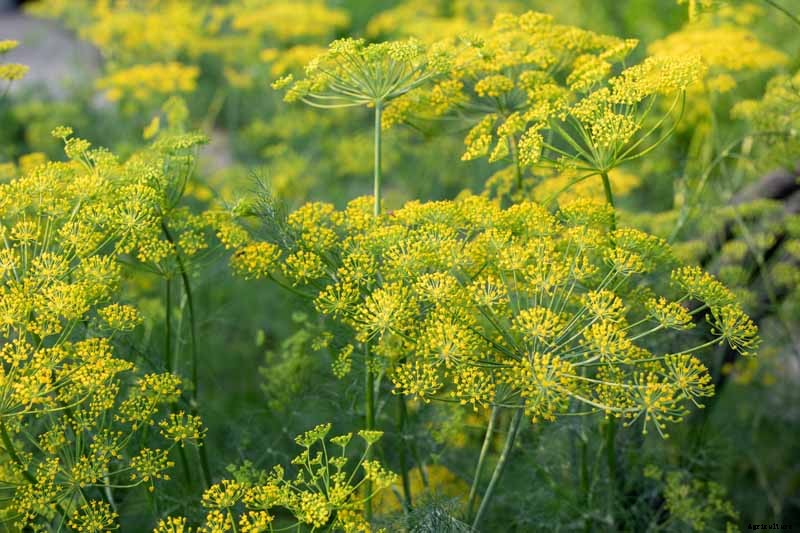 How to Plant and Grow Dill