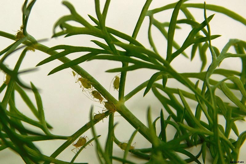 How to Plant and Grow Dill