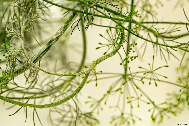 How to Plant and Grow Dill