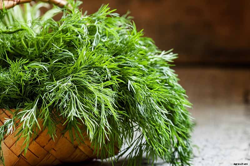 How to Plant and Grow Dill