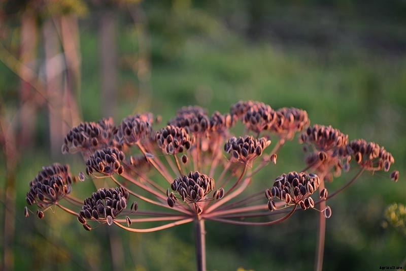 How to Plant and Grow Dill