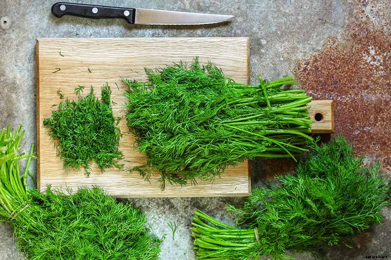 How to Plant and Grow Dill