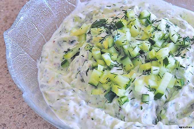 How to Plant and Grow Dill