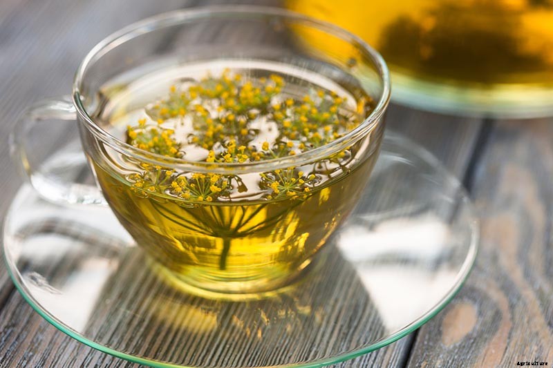 How to Plant and Grow Dill