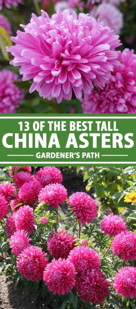 13 of the Best Tall China Asters for the Late Summer Garden