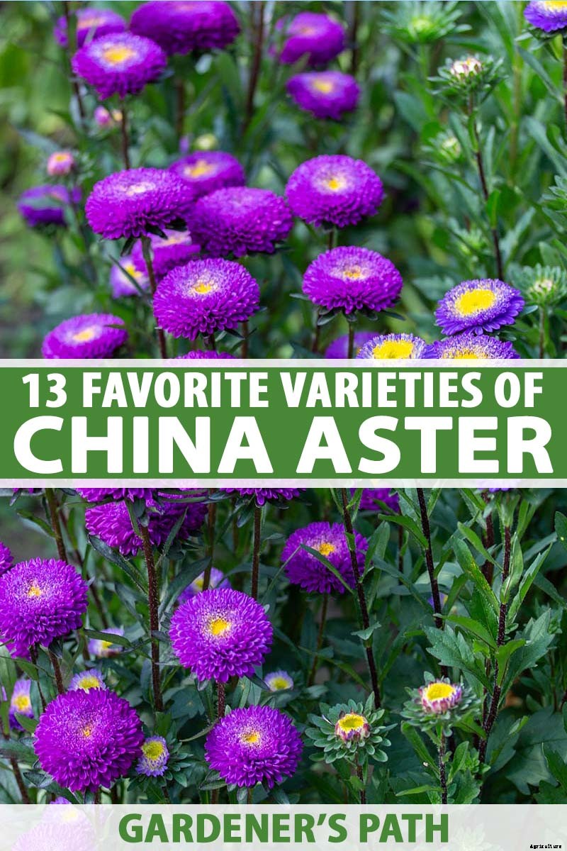 13 of the Best Tall China Asters for the Late Summer Garden