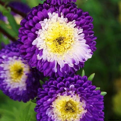 13 of the Best Tall China Asters for the Late Summer Garden