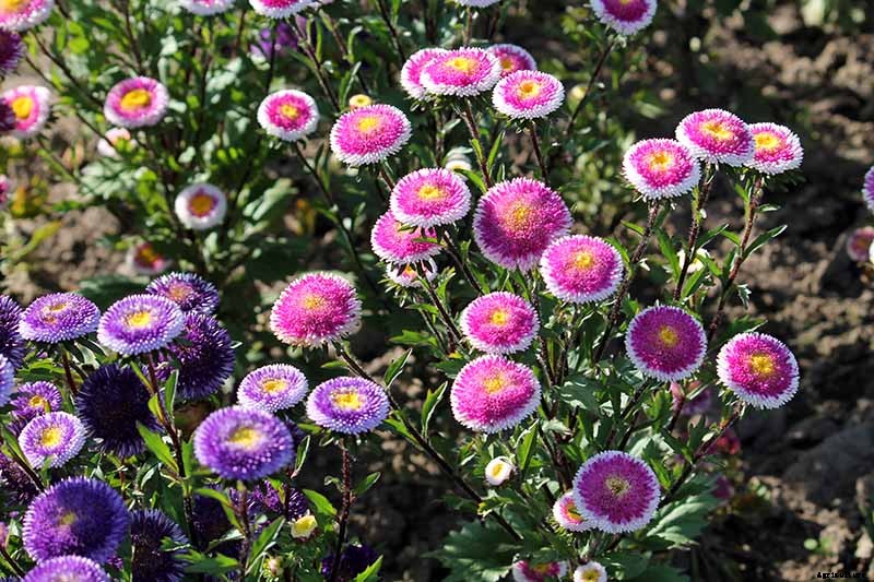 13 of the Best Tall China Asters for the Late Summer Garden