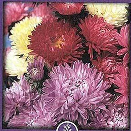 13 of the Best Tall China Asters for the Late Summer Garden