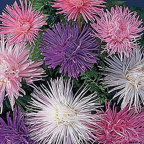 13 of the Best Tall China Asters for the Late Summer Garden