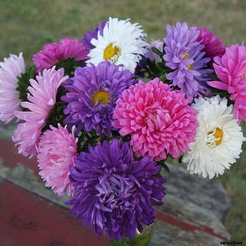 13 of the Best Tall China Asters for the Late Summer Garden