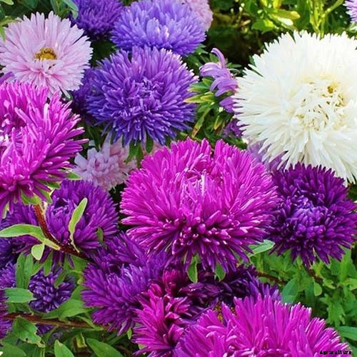 13 of the Best Tall China Asters for the Late Summer Garden