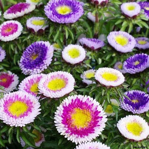 13 of the Best Tall China Asters for the Late Summer Garden