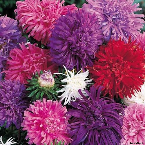 13 of the Best Tall China Asters for the Late Summer Garden