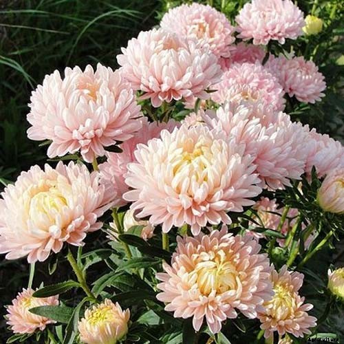 13 of the Best Tall China Asters for the Late Summer Garden