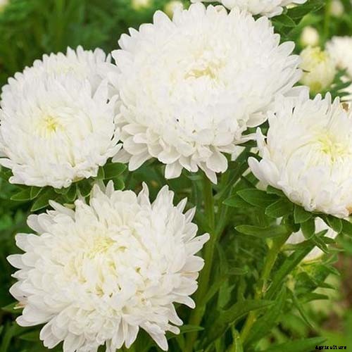 13 of the Best Tall China Asters for the Late Summer Garden