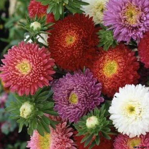 13 of the Best Tall China Asters for the Late Summer Garden