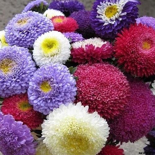 13 of the Best Tall China Asters for the Late Summer Garden