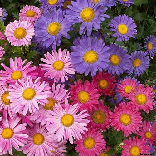 13 of the Best Tall China Asters for the Late Summer Garden