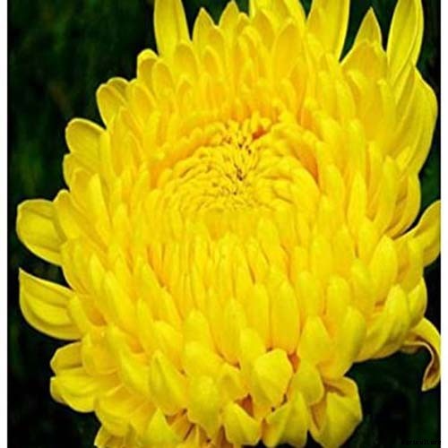 13 of the Best Tall China Asters for the Late Summer Garden