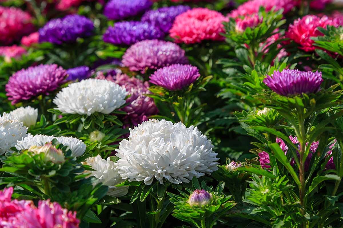 13 of the Best Tall China Asters for the Late Summer Garden