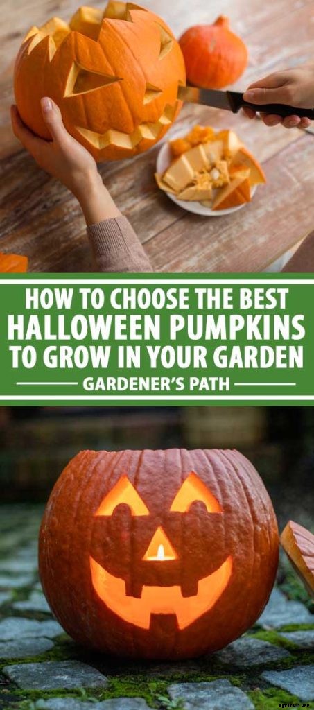 How to Choose the Best Halloween Pumpkins to Grow in Your Garden