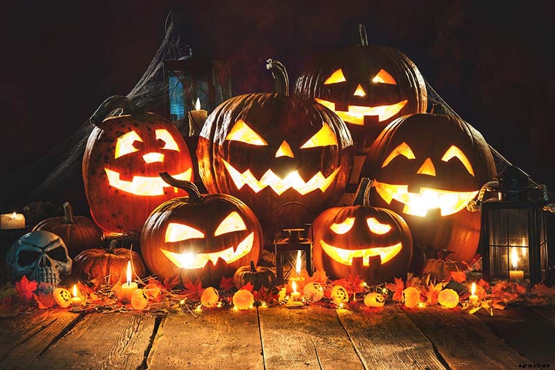 How to Choose the Best Halloween Pumpkins to Grow in Your Garden
