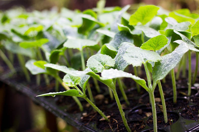 How to Choose the Best Halloween Pumpkins to Grow in Your Garden