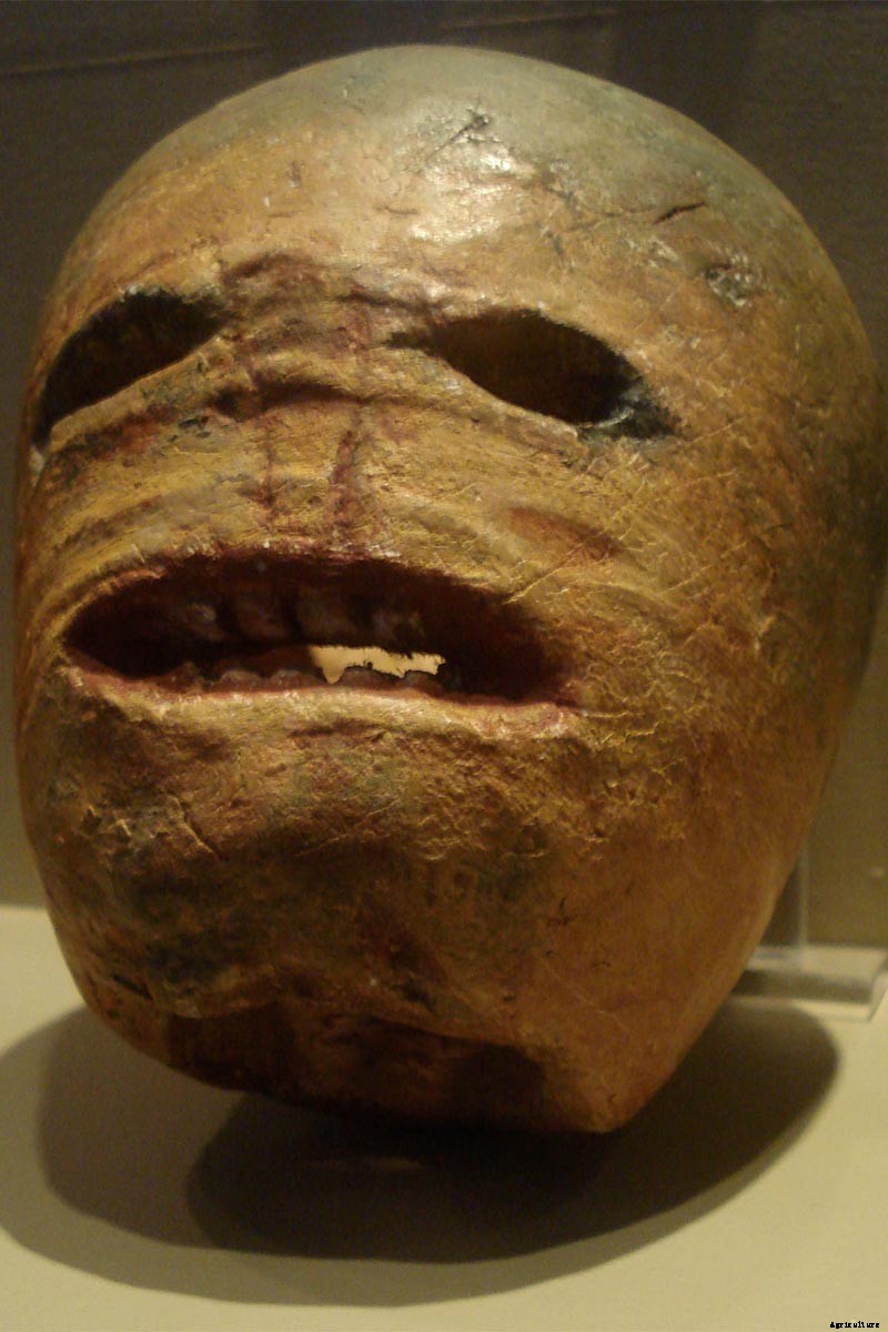 How to Choose the Best Halloween Pumpkins to Grow in Your Garden