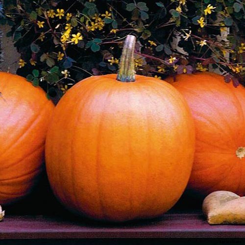 How to Choose the Best Halloween Pumpkins to Grow in Your Garden
