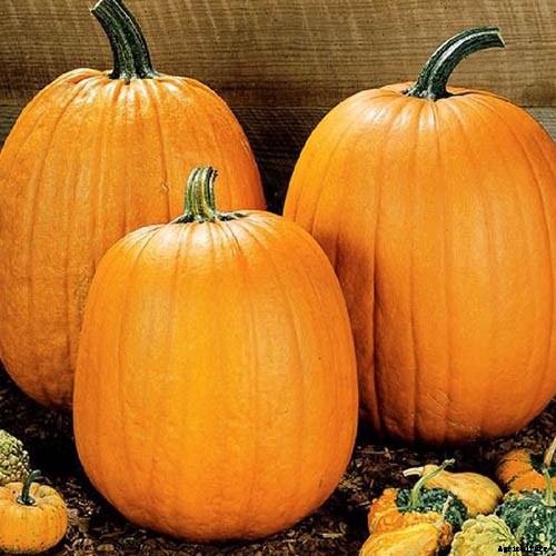 How to Choose the Best Halloween Pumpkins to Grow in Your Garden