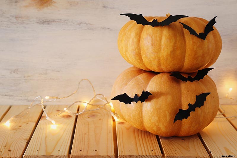 How to Choose the Best Halloween Pumpkins to Grow in Your Garden