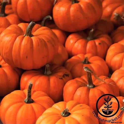 How to Choose the Best Halloween Pumpkins to Grow in Your Garden