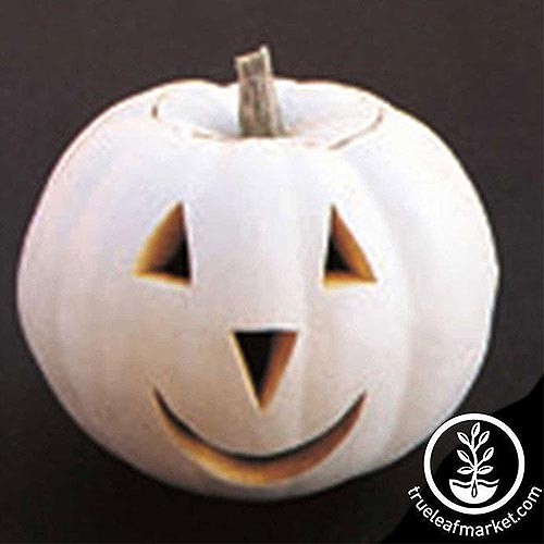 How to Choose the Best Halloween Pumpkins to Grow in Your Garden