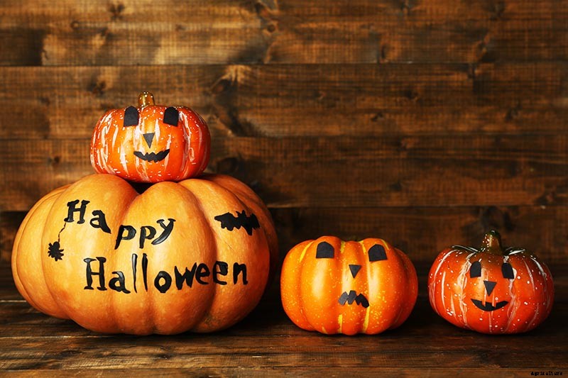 How to Choose the Best Halloween Pumpkins to Grow in Your Garden