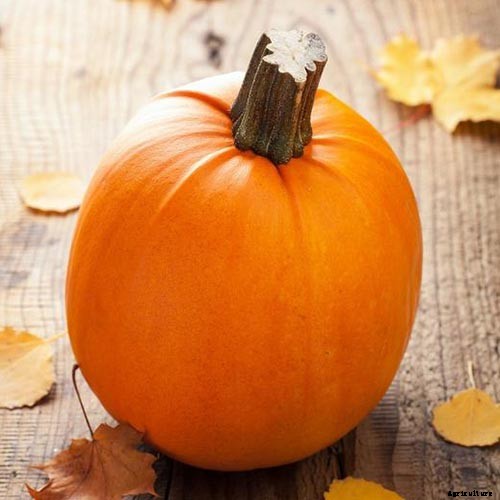 How to Choose the Best Halloween Pumpkins to Grow in Your Garden