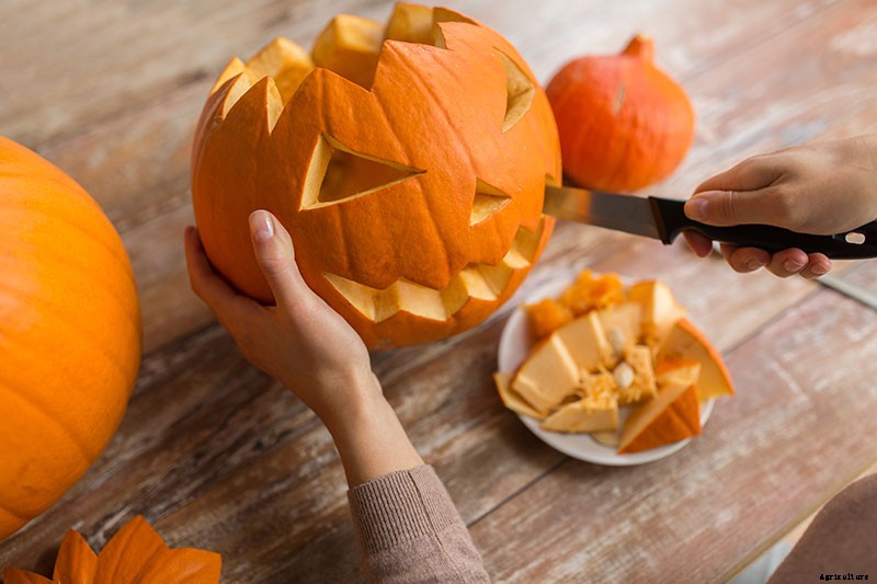 How to Choose the Best Halloween Pumpkins to Grow in Your Garden