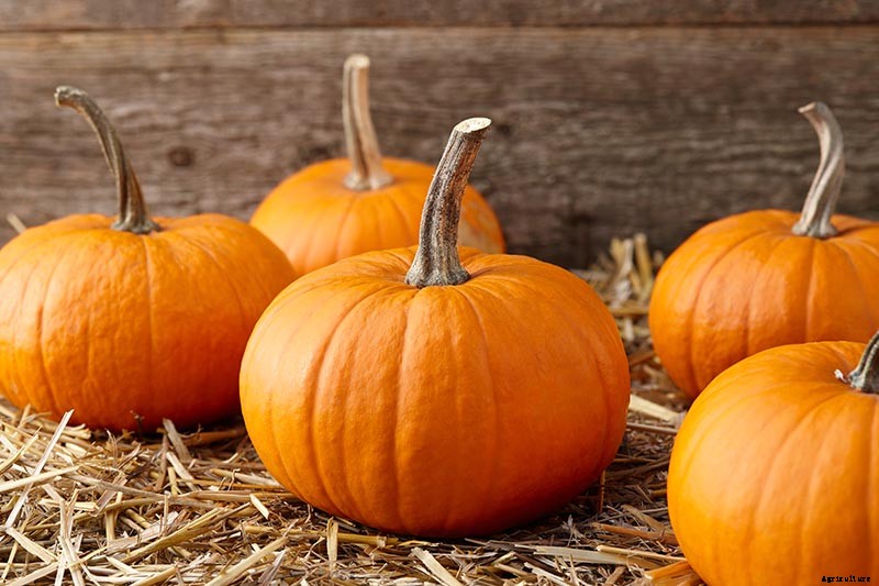 How to Choose the Best Halloween Pumpkins to Grow in Your Garden