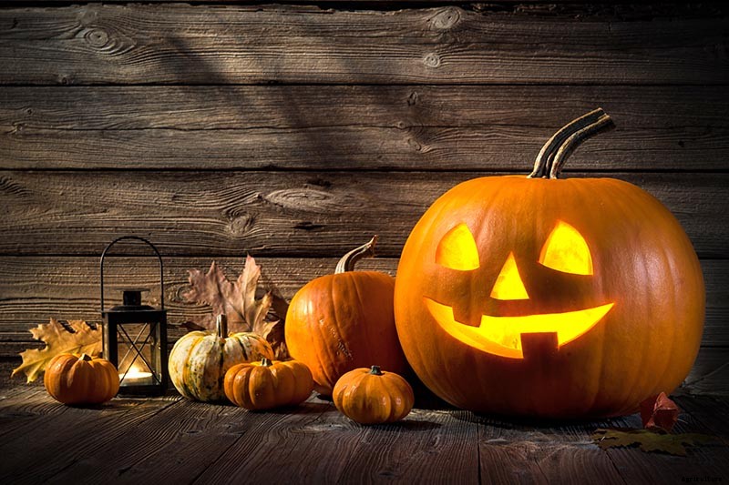How to Choose the Best Halloween Pumpkins to Grow in Your Garden