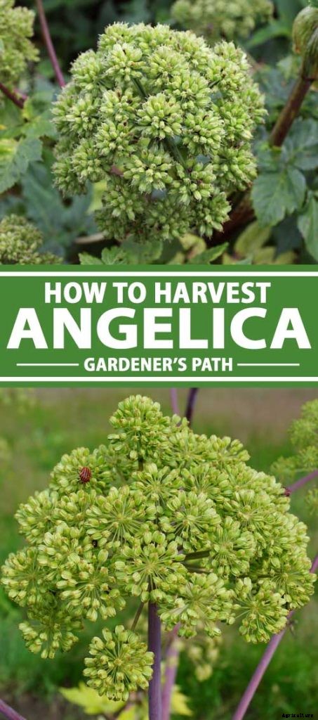 How to Harvest Angelica
