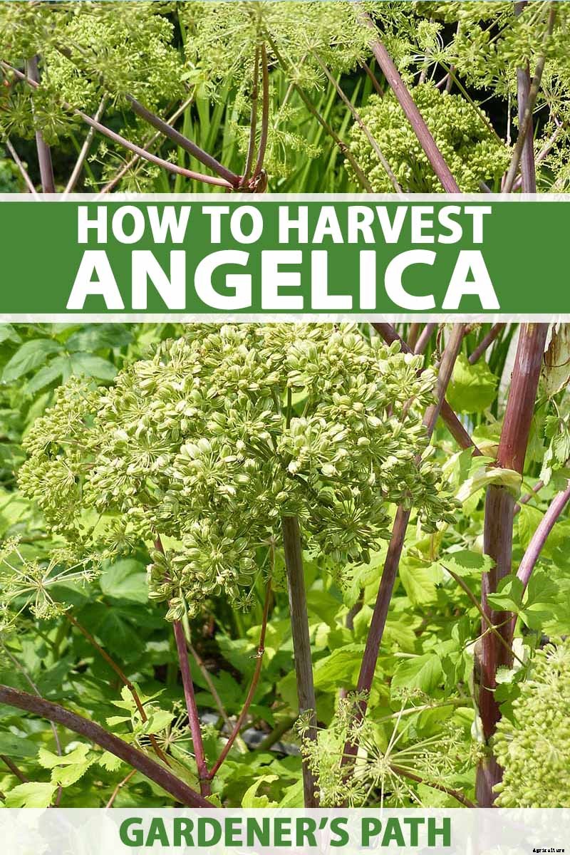 How to Harvest Angelica