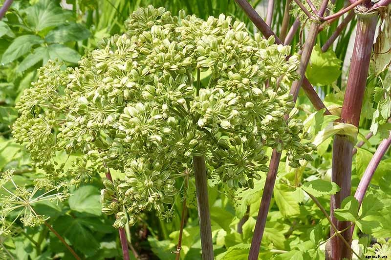 How to Harvest Angelica