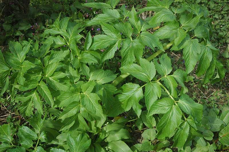 How to Harvest Angelica
