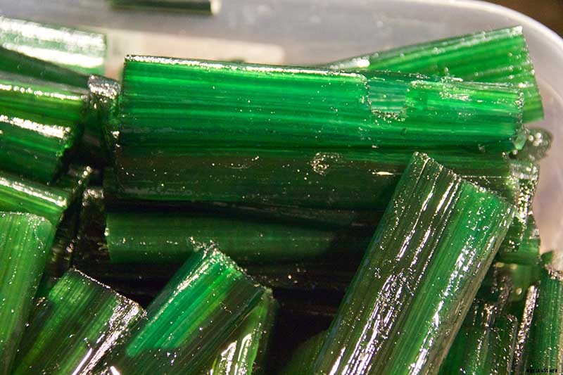 How to Harvest Angelica