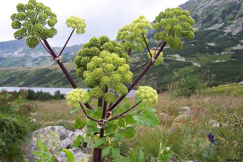 How to Harvest Angelica