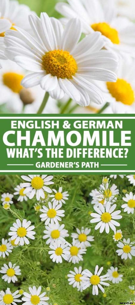 What’s the Difference Between English and German Chamomile?