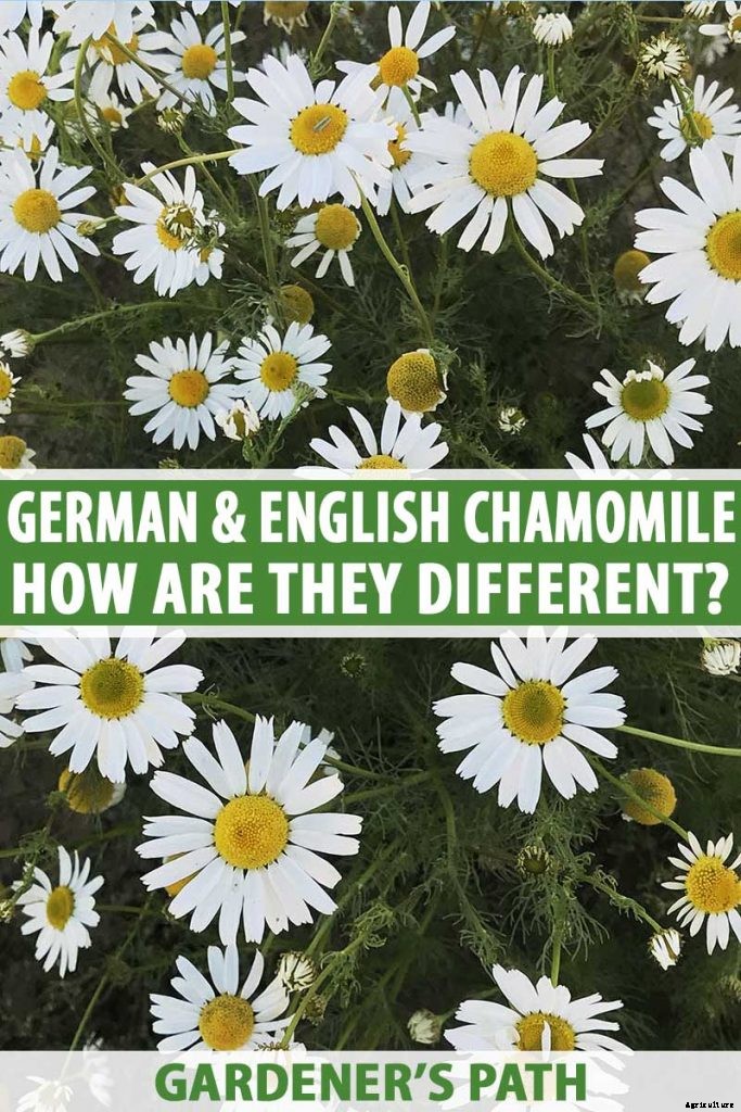 What’s the Difference Between English and German Chamomile?